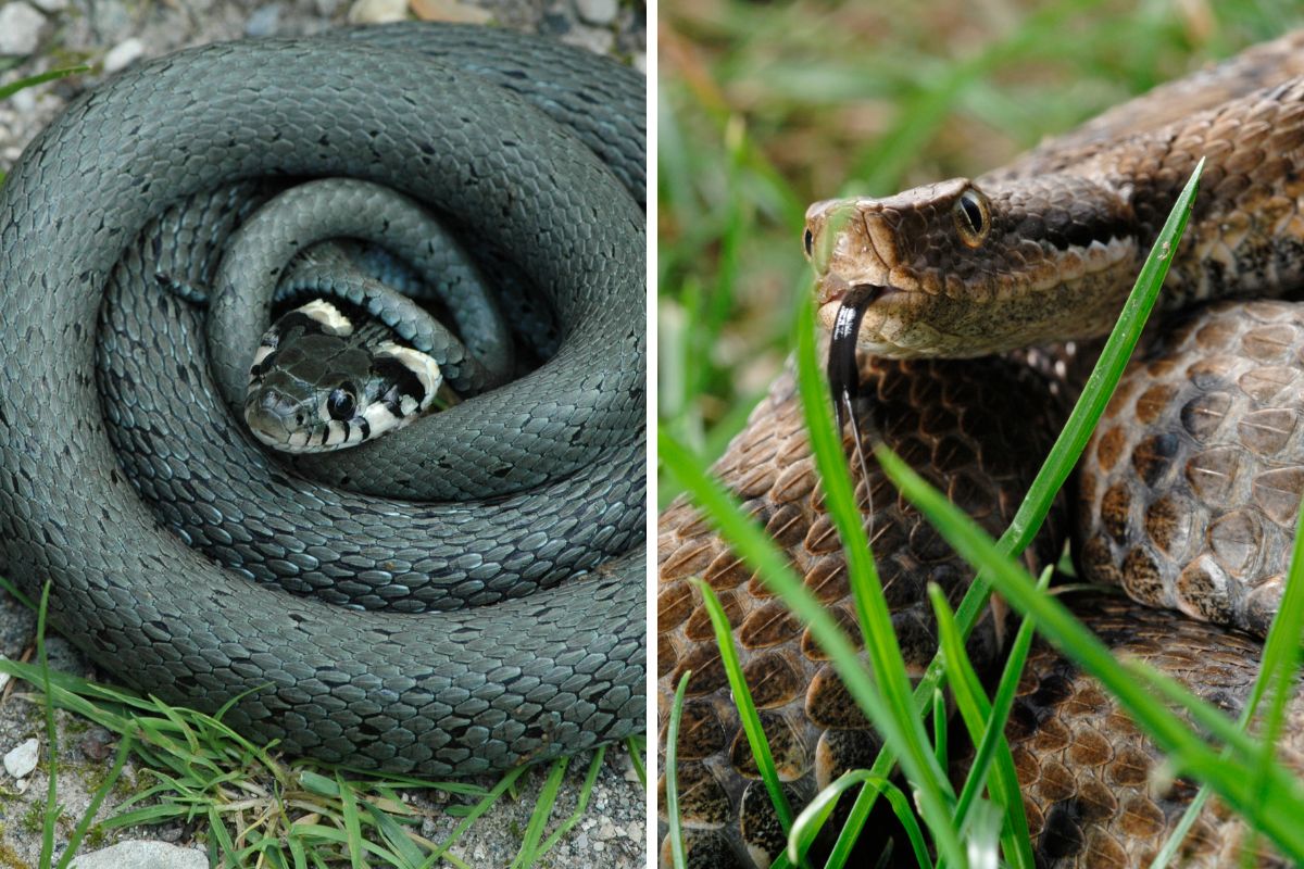 serpenti comuni in italia