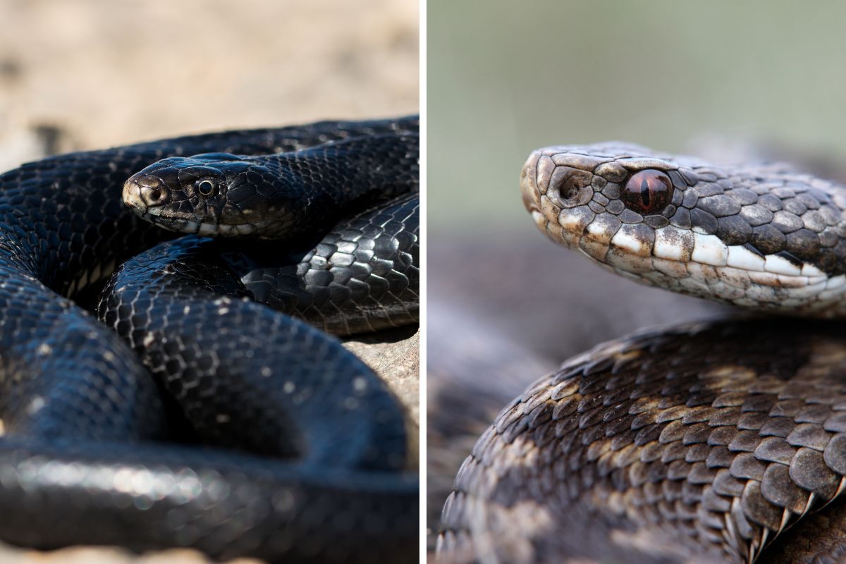 razze di serpenti neri