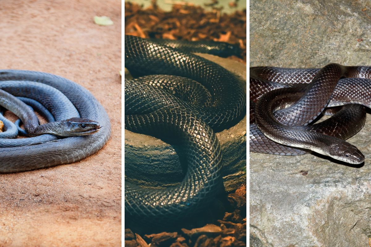 quali sono i serpenti neri