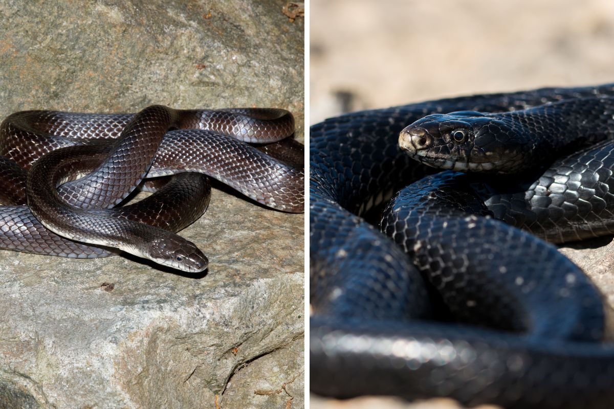 quali sono i serpenti neri