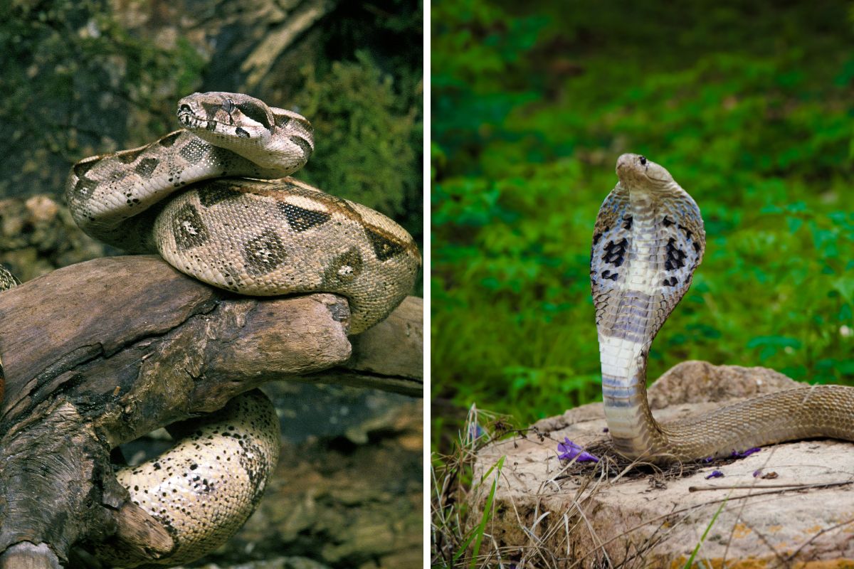 serpente longevo