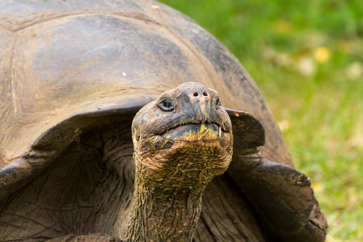 tartarughe giganti galapagos