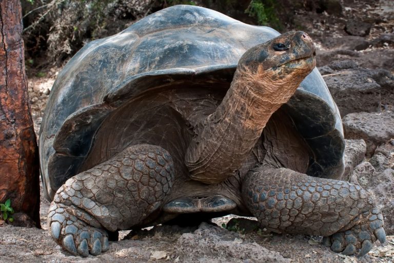 tartarughe delle galapagos