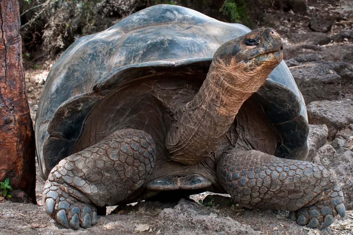 tartarughe delle galapagos