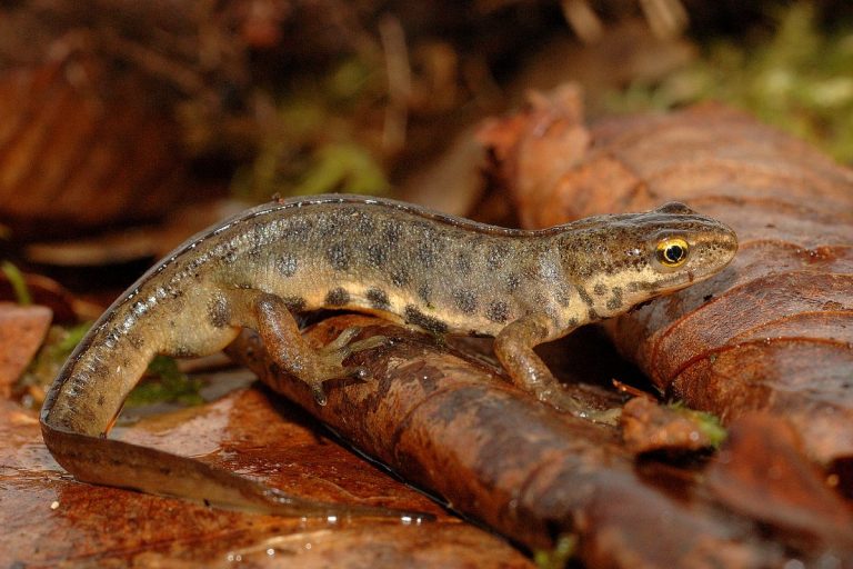 tritoni nel terrario