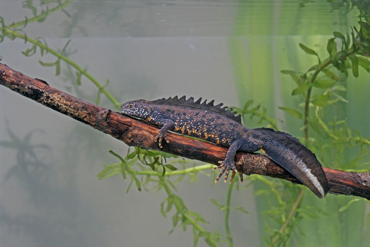triturus cristatus