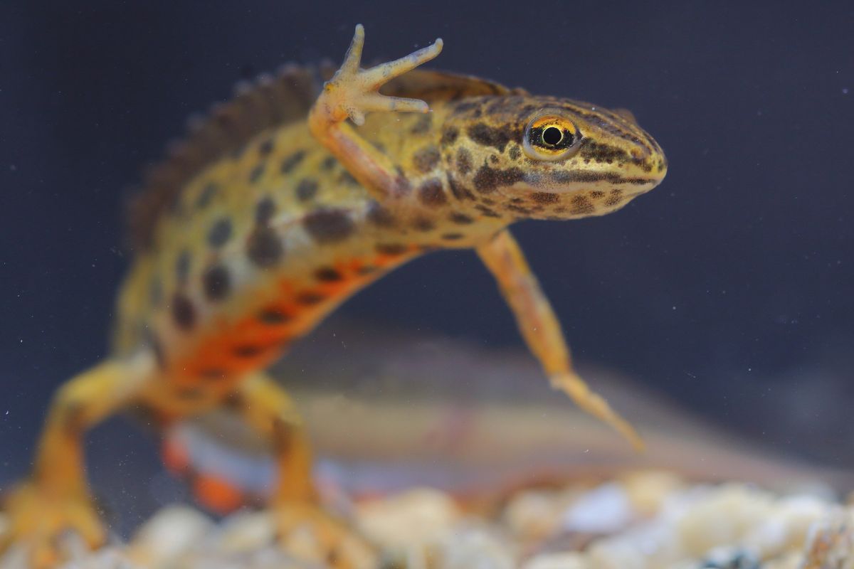 terrario per tritoni